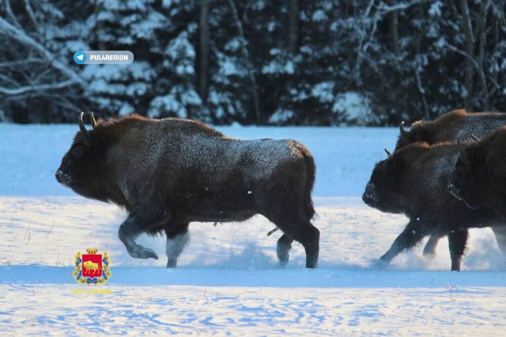 Чем приманить даже самого осторожного зубра — названо главное лакомство