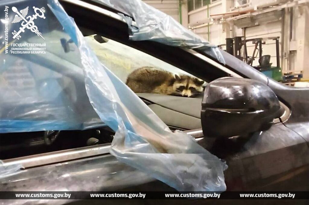 Енот случайно прибыл в Гродно из Америки вместе с легковыми автомобилями