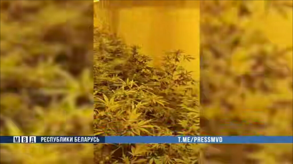 Аграрии из Столбцовского района попали под «уголовку» — не те растения выращивали