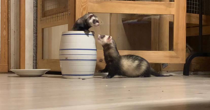 Обещал любить, но выбросил: как сложилась судьба хорьков, которых нашли на морозе под Минском