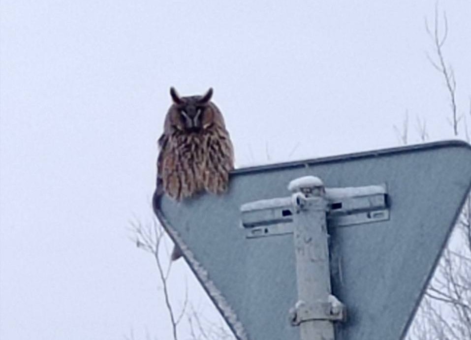 В Столбцовском районе все чаще совы выходят к людям — последняя замечена в деревне Слобода
