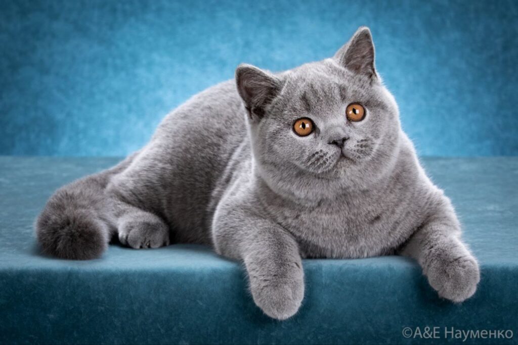 Фанат обнимашек — история британца Моки, который вошел в топ-3 самых красивых котов мира