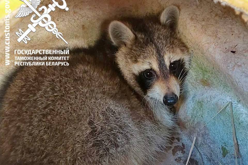 Енот-нелегал из США осваивается в Беларуси — что с ним будет дальше?