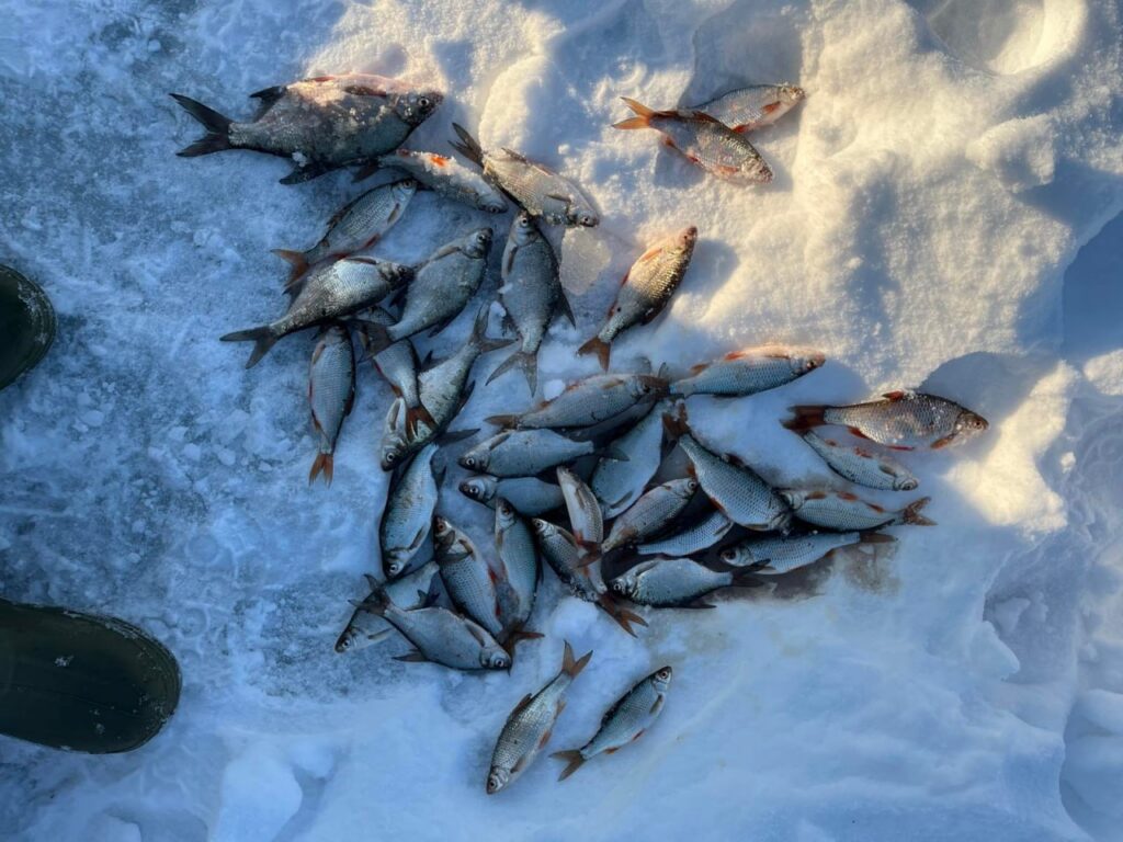 Рыбаки хвастаются уловом в Минской области