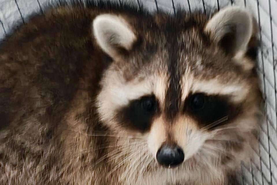 Новый рацион и «тренировки»: таможенники рассказали, как енот Сеня осваивается в Беларуси