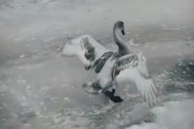 Лебедь примерз ко льду на Немане — трогательные кадры спасения