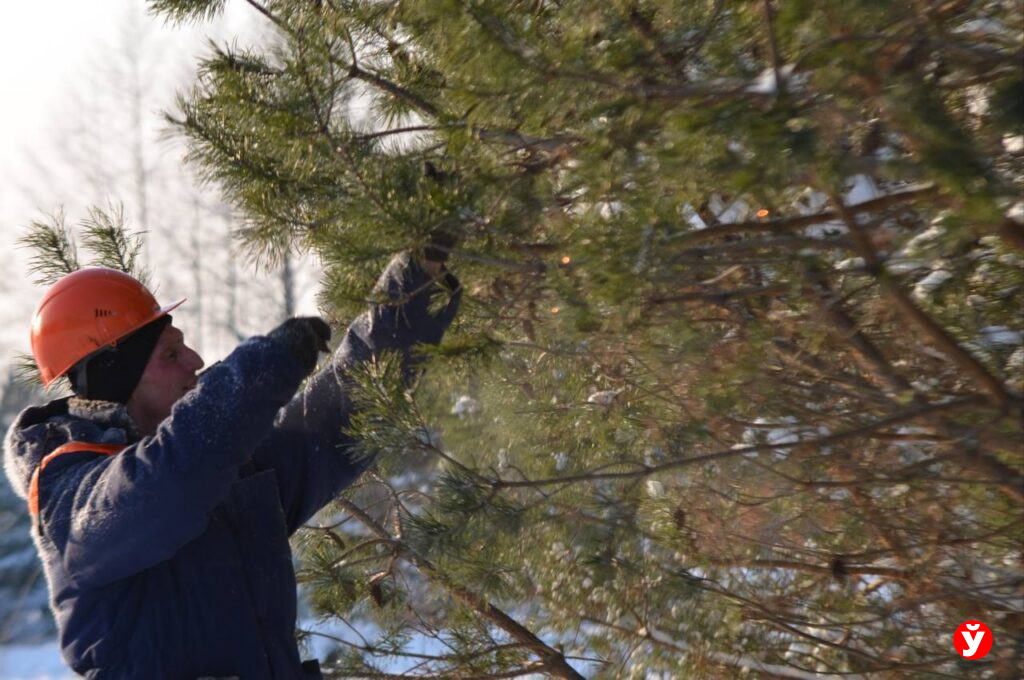 Лесоводы Крупщины в мороз ходят 10 км за шишками — узнали секреты необычного процесса
