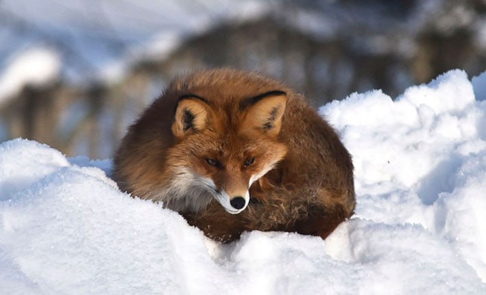 Лиса обосновалась на заснеженной кровле в Глубоком — реальные кадры