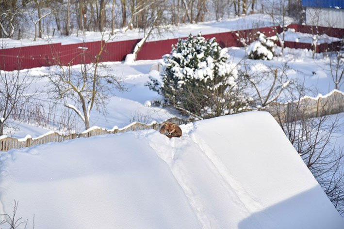 лиса на крыше