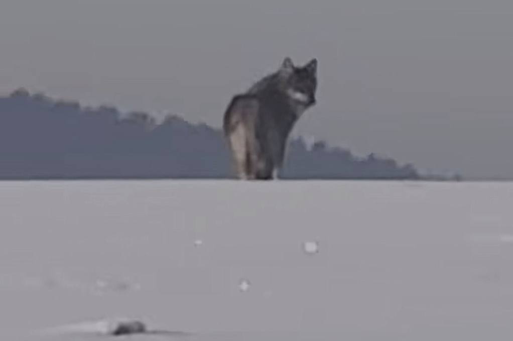 Волк, шпиц или хаски? Зверь возле Ольшанки озадачил пользователей TikTok