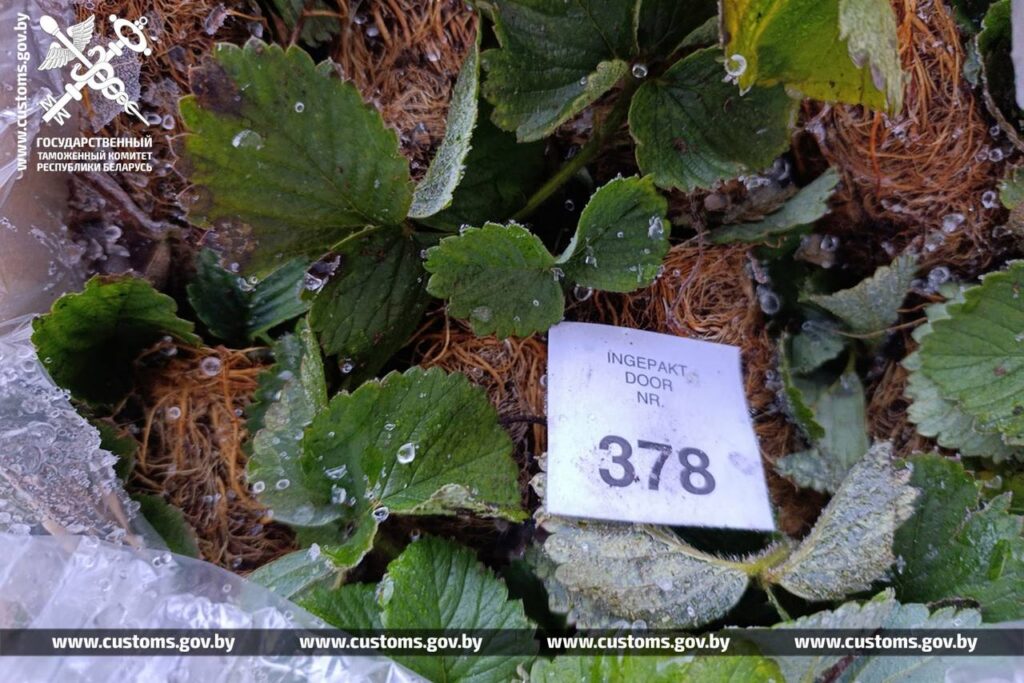 Партию саженцев из Польши задержали на границе — в документах цену занизили в 5 раз