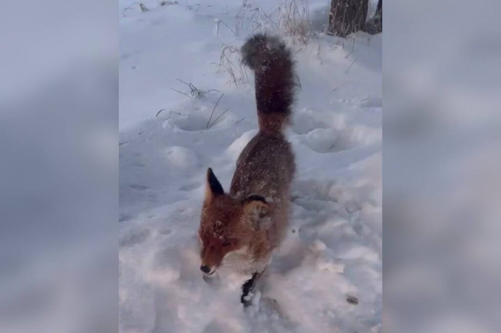 Замёрзла на бегу? Видео с лисой под Уздой вызвало споры в сети