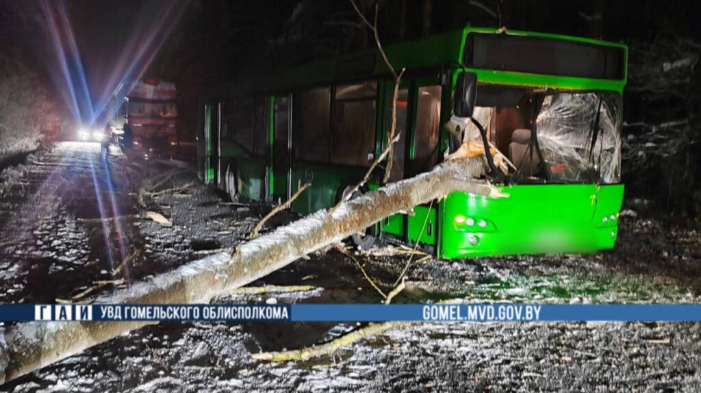 Дерево рухнуло на рейсовый автобус с пассажирами под Гомелем