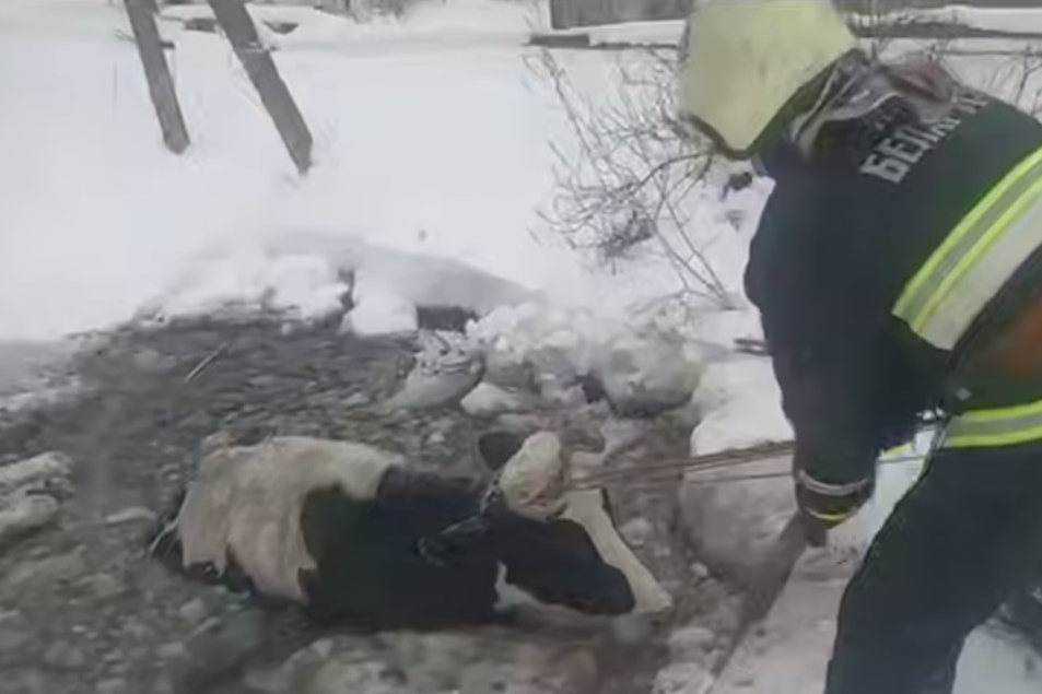 Необычный вызов: спасатели тащили корову из полыньи