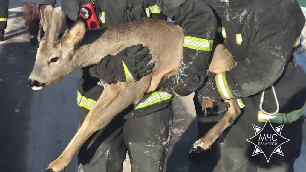 Косуля забрела в частный сектор Дзержинска — на помощь вызвали МЧС