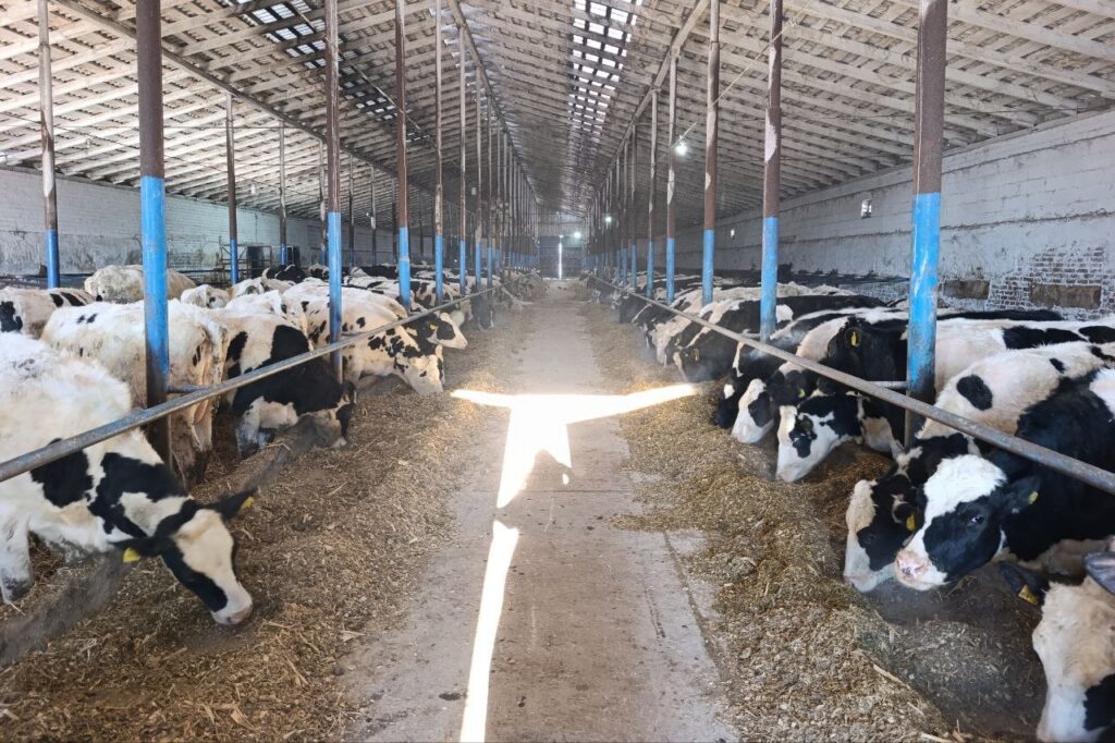 Вброс о коровнике в Слуцком районе — видео после урагана выдали за «сегодняшнюю» сенсацию