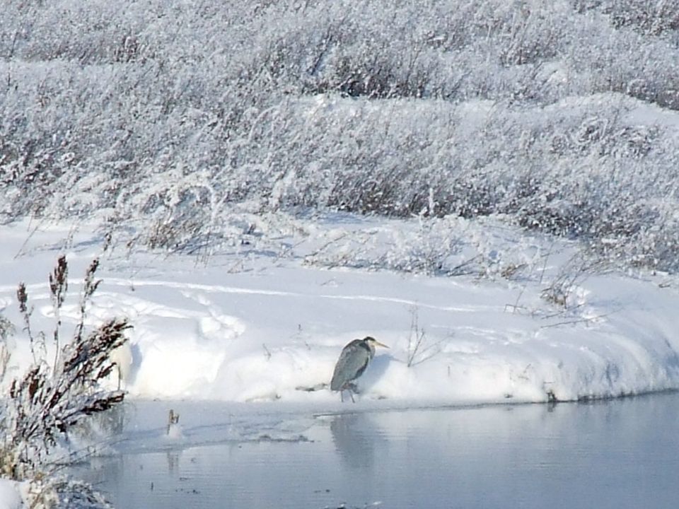 На Волме остались зимовать четыре цапли