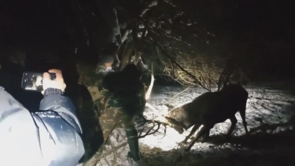 Инспекторы природоохраны спасли оленя из смертельной ловушки 