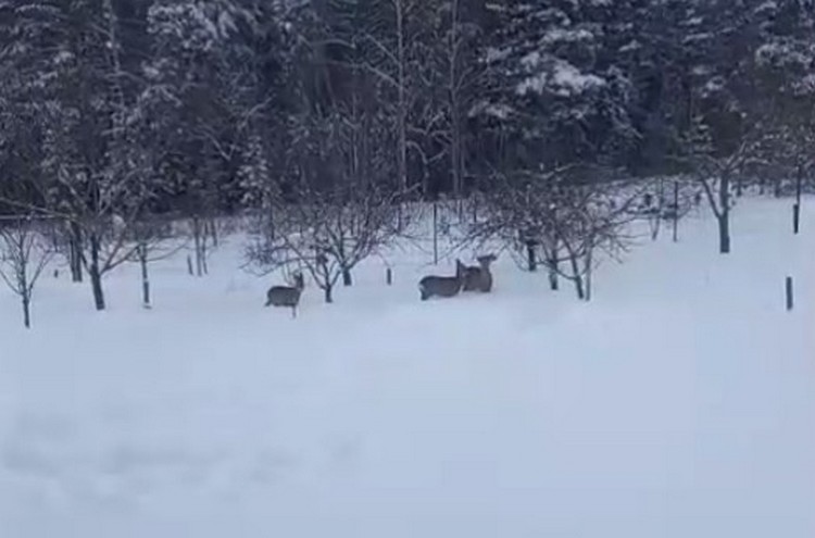 В Минском районе к частному дому пришла семья косуль