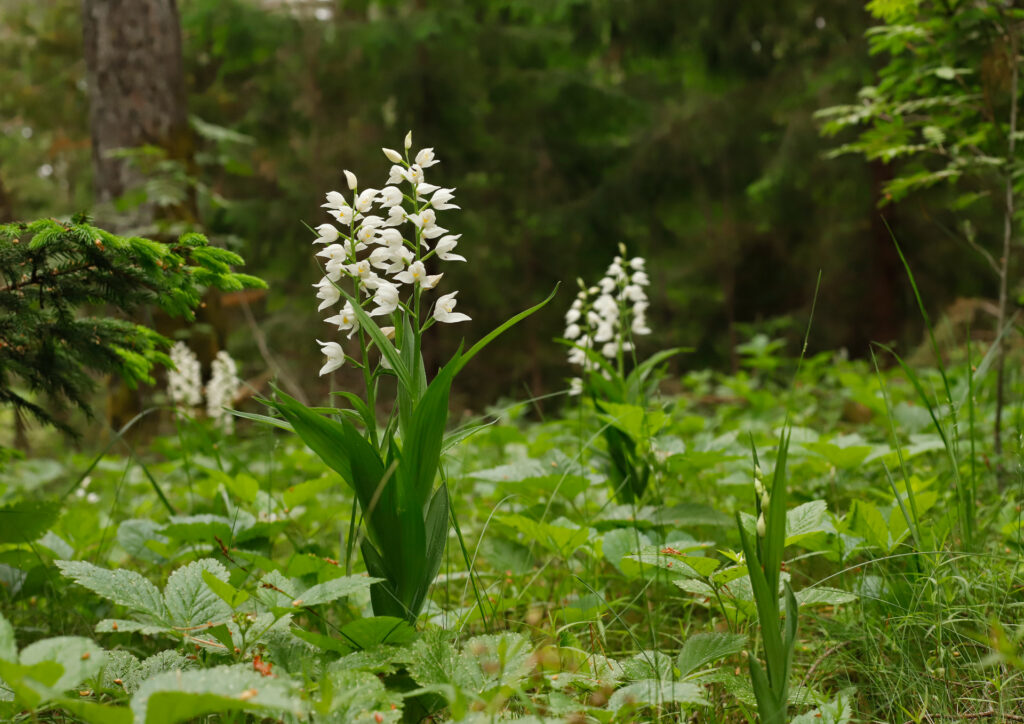 В Минском районе под охрану передали места произрастания краснокнижных растений