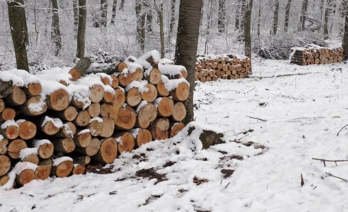 Вырубка леса в Боровлянах: почему жители обеспокоены и что говорят власти