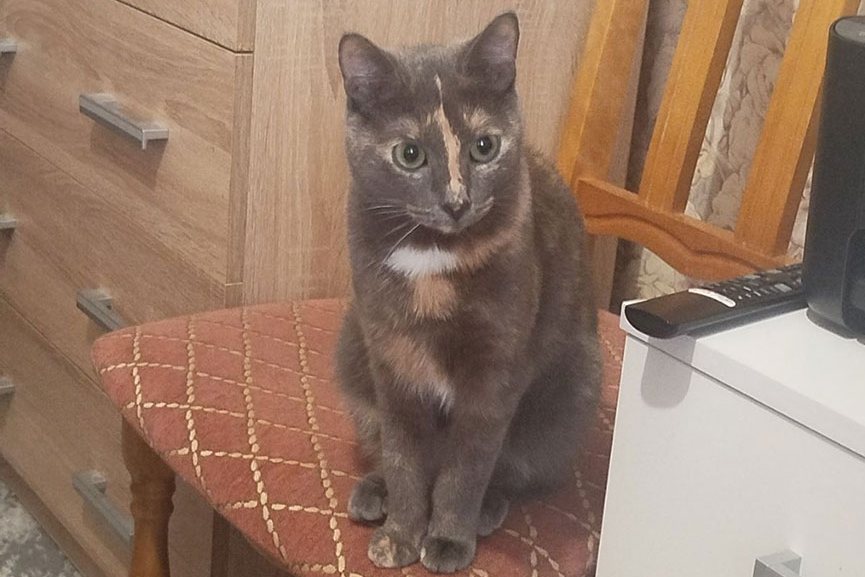 Правоохранители назвали фейком нашумевшую историю с котенком в банке