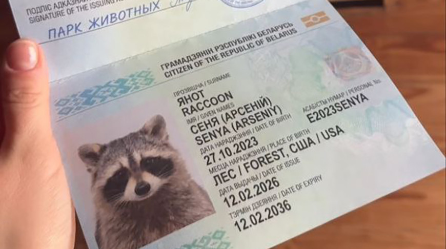 Енот-путешественник Сеня получил белорусский паспорт в Барановичах