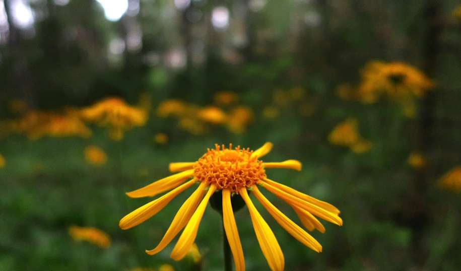 В Крупском районе под охрану передали места произрастания краснокнижных растений