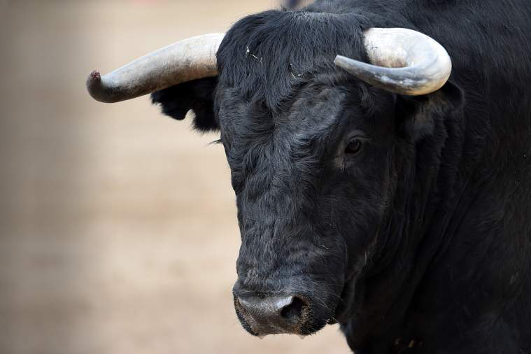 В Клецком районе бык на производстве напал на женщину-животновода