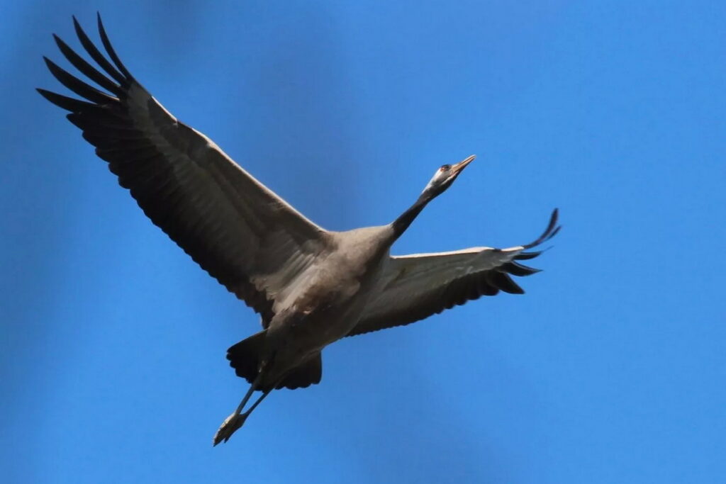 Над Брестом заметили первых журавлей