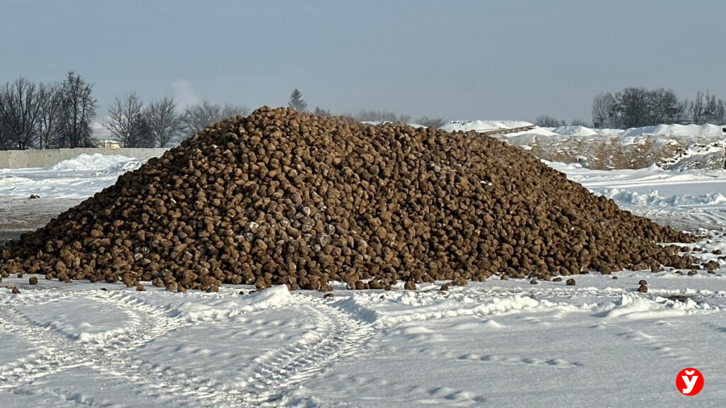 Кагаты сахарной свеклы