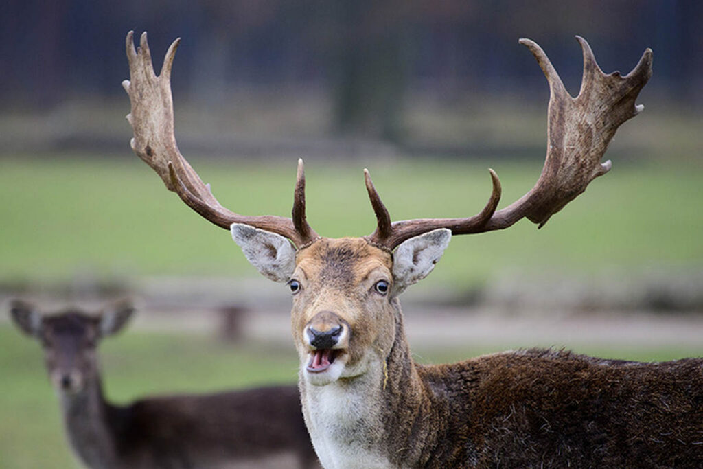 От оленя до черной ольхи: прокуратура Минщины взыскивает ущерб за посягательства на природу