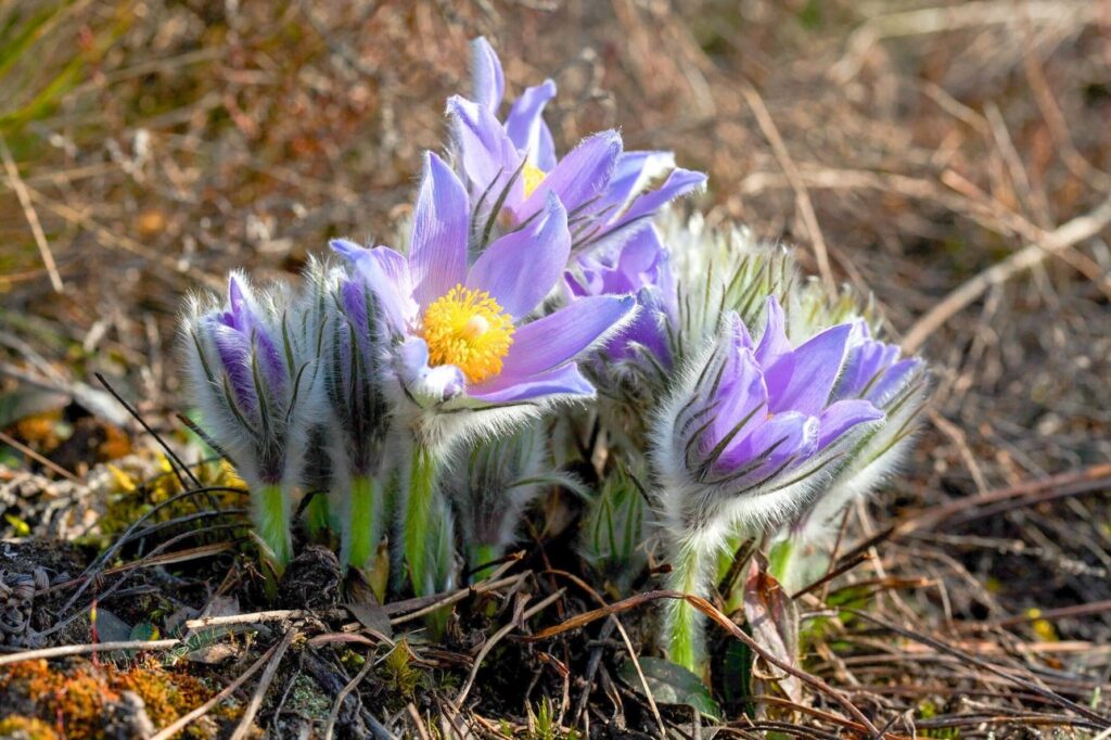 7 гектаров под защитой: где в Червенском районе теперь нельзя рубить лес из-за сон-травы