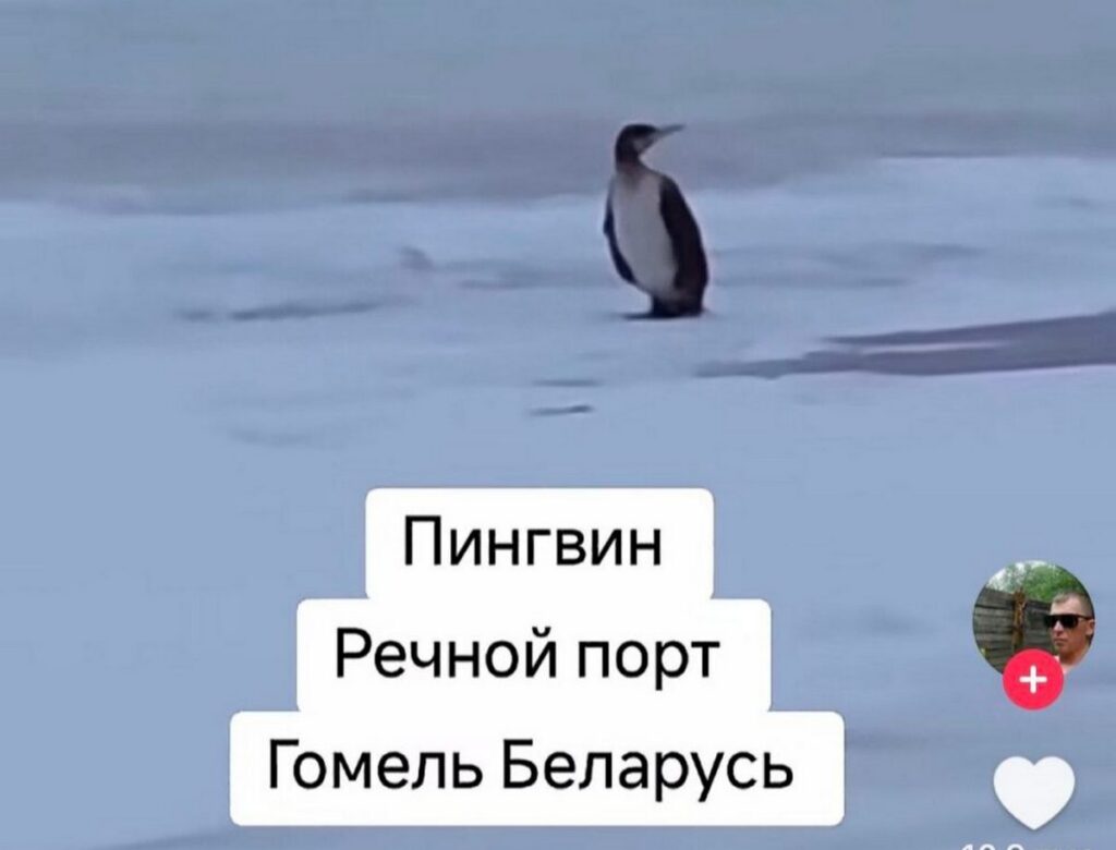 В Гомеле заметили пингвина: TikTok взорвался от споров