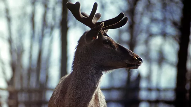 Численность благородного оленя выросла более чем в десять раз в Беларуси