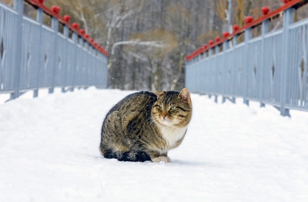 Как помочь бездомным животным пережить сильные морозы