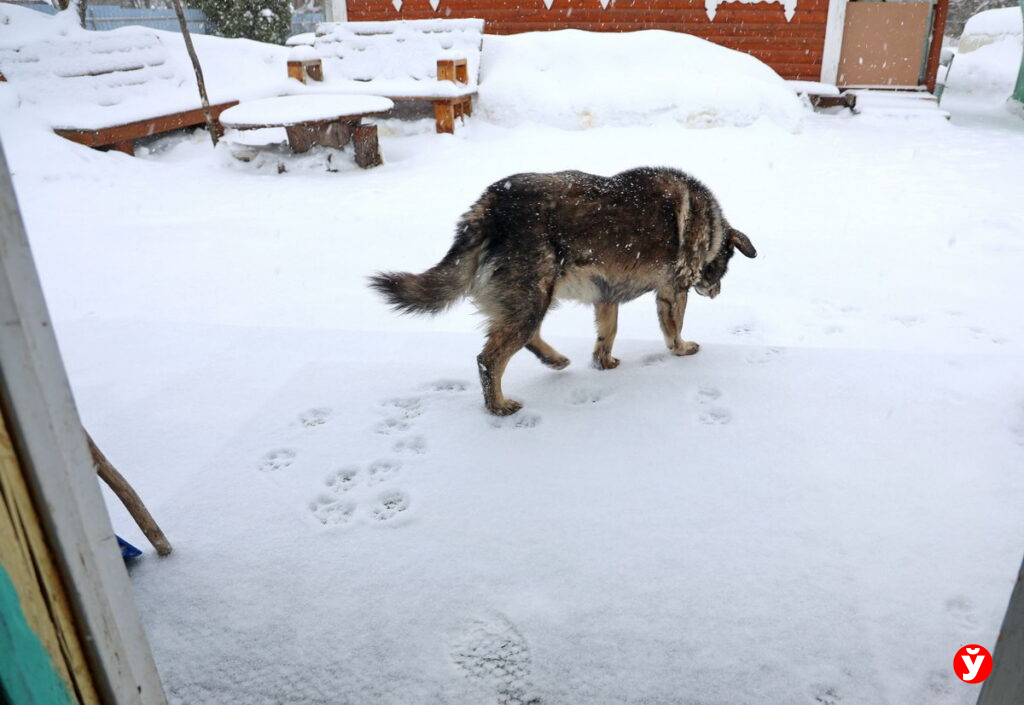 В санаторий — с собакой: в Мядельском районе разрешили отдыхать с питомцами