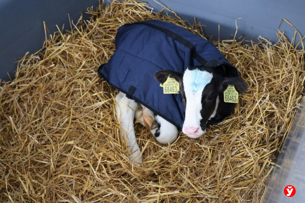 Минщина направит ресурсы на строительство 111 профилакториев для телят — Кушнаренко