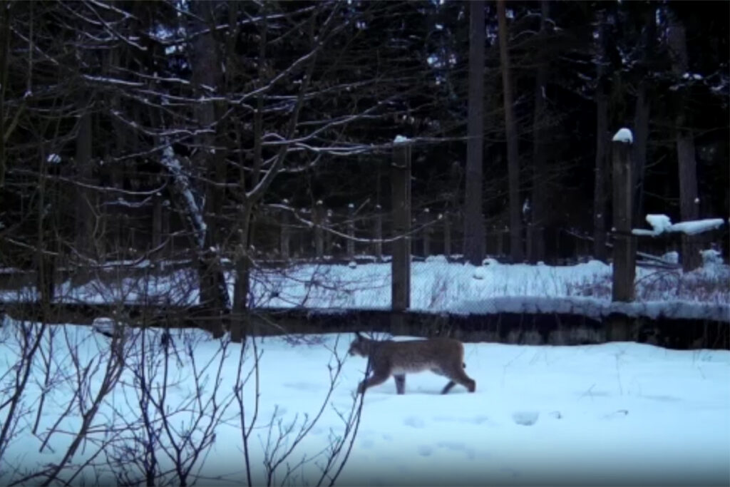 В Беловежской пуще в объектив камеры попали сразу две рыси — почему это большая удача