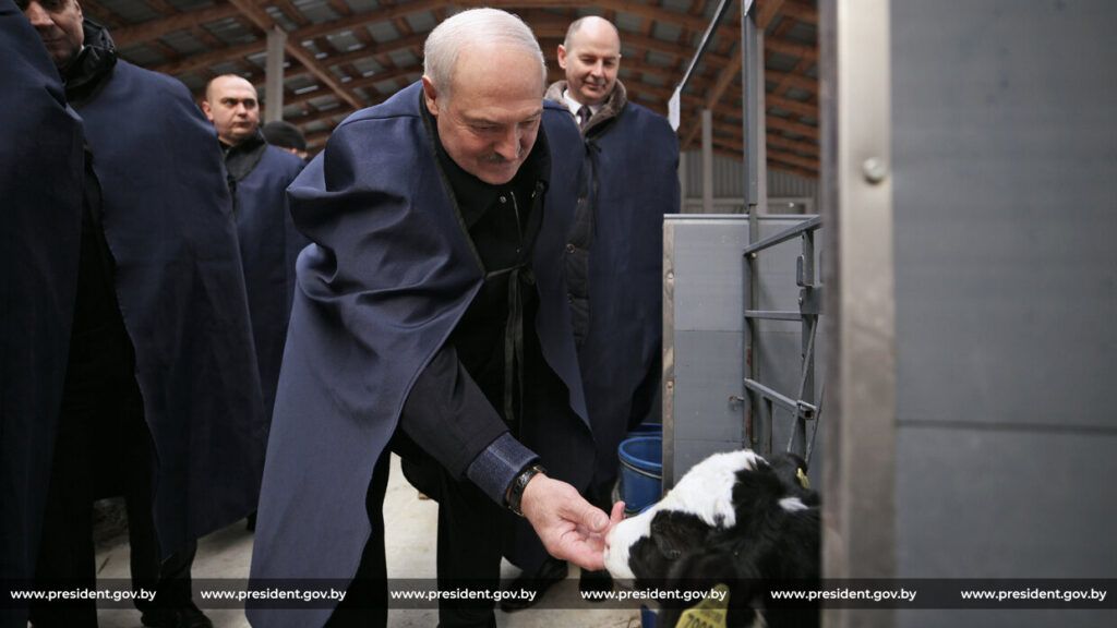 Минская область берёт пример с «Нестановичи-Агро»: как снизить падеж телят и тиражировать опыт