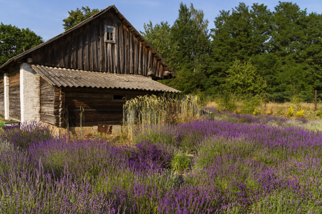 Какие дома продадут на аукционах под Молодечно и Солигорском — цены стартуют от 2600 руб.