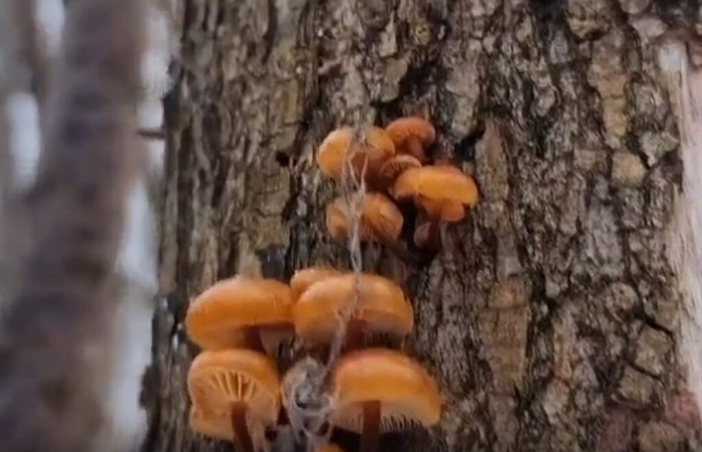 Белорус в феврале нашел в лесу свежие опята и вешенки