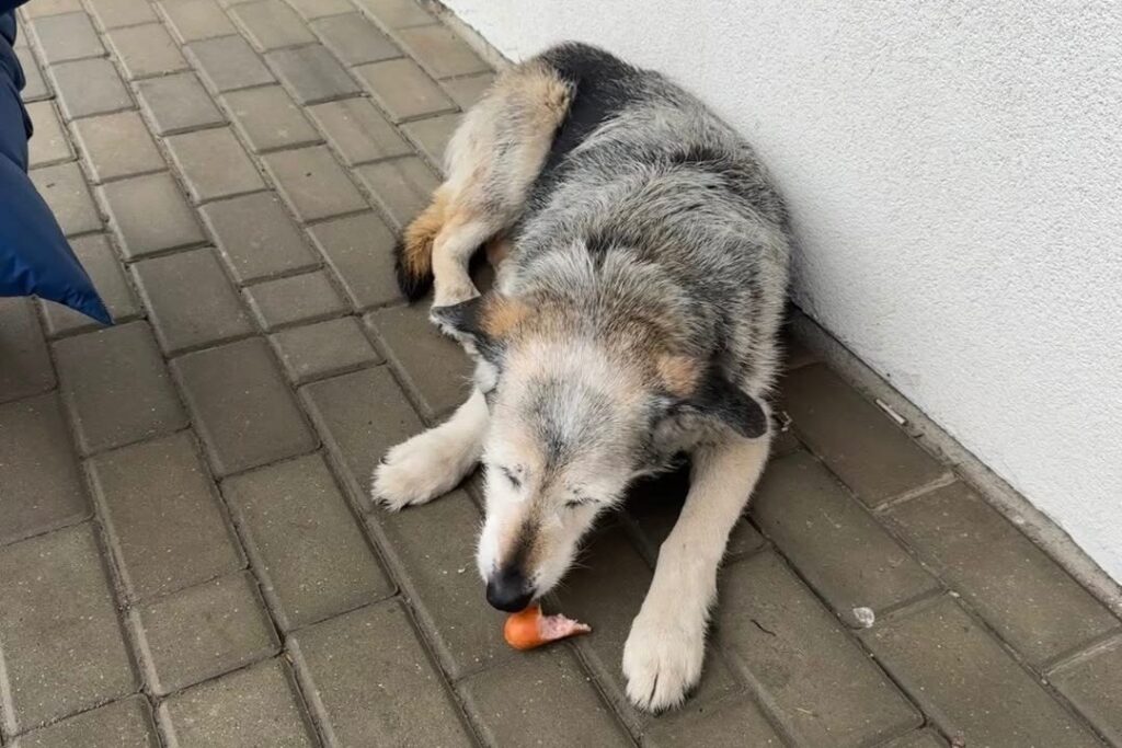 Пропал в Бресте – найден в Польше: как бездомный белорусский пёс оказался за границей