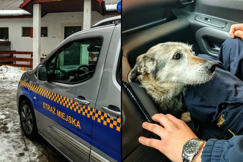 Пропал в Бресте — найден в Польше: как бездомный белорусский пёс оказался за границей