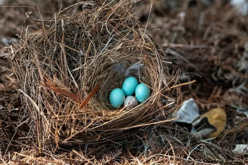Голубые яйца собирается производить Солигорская птицефабрика