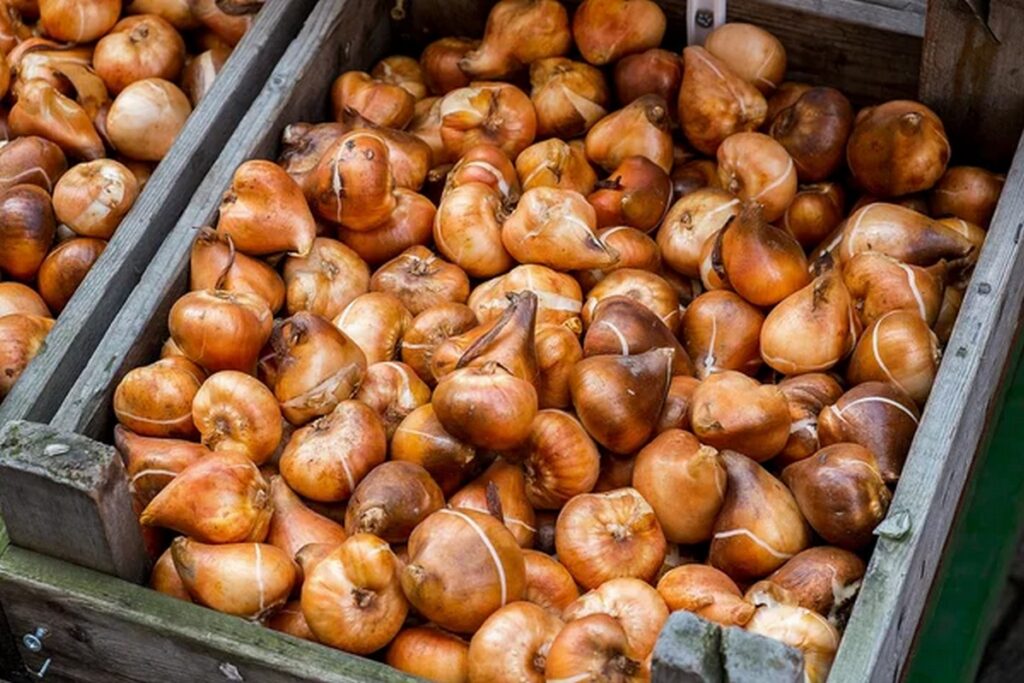 Таможня пояснила, когда можно ввозить из-за границы 5 кг луковиц тюльпанов