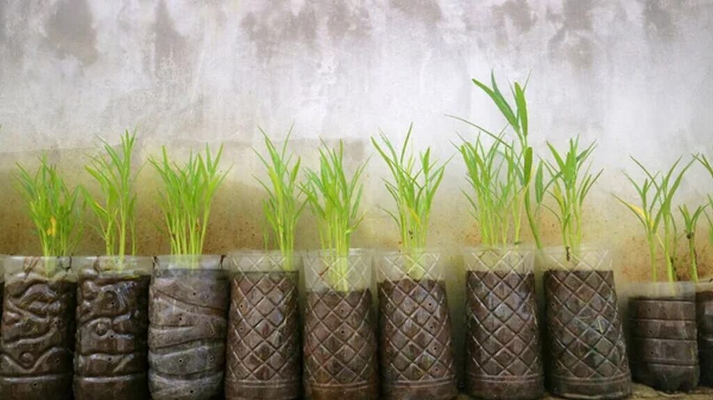 Почему медики рекомендуют добавлять в рацион микрозелень