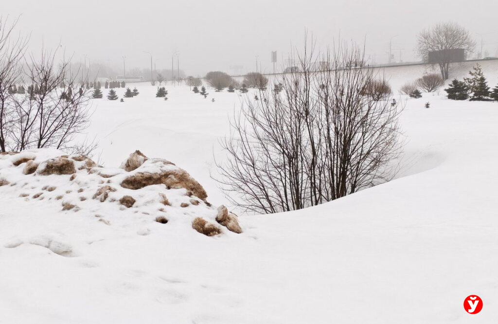 Город — не собачья площадка: в сети заспорили об уборке за питомцами