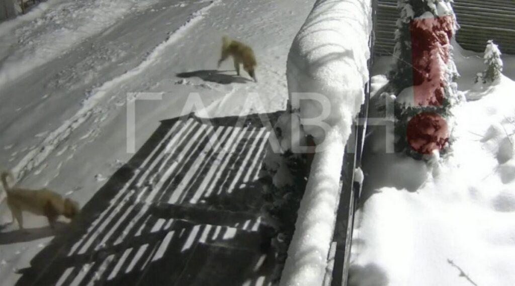 Бродячие собаки в Олехновичах: разбираемся в ситуации в Молодечненском районе