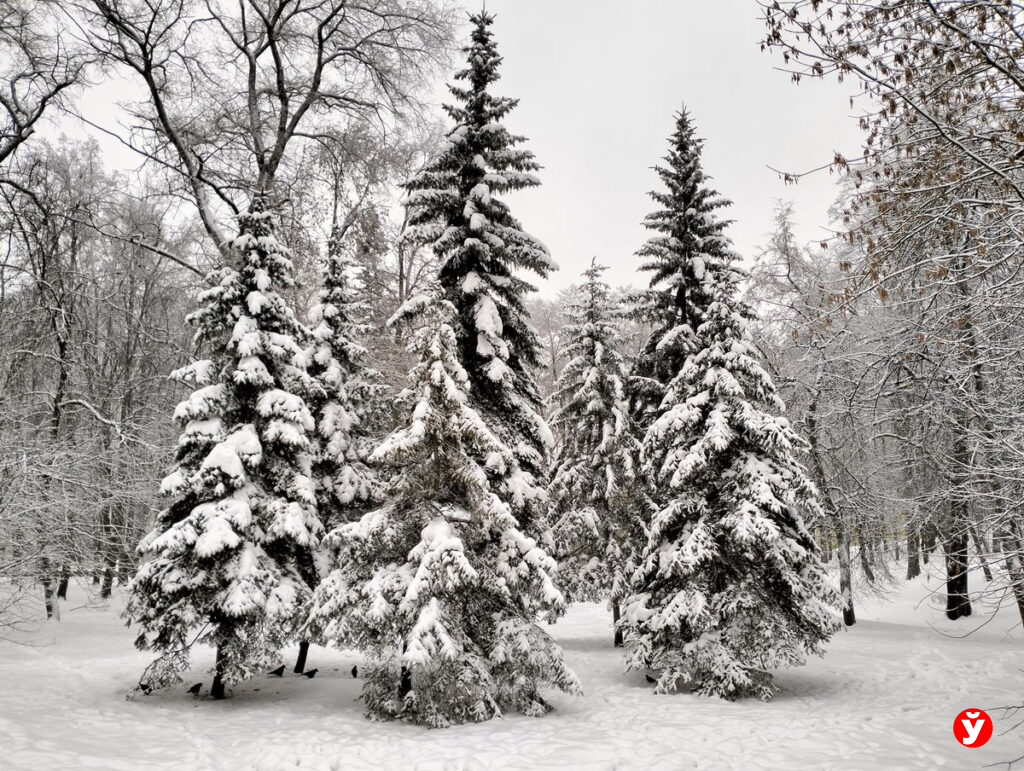 До 2250 рублей штрафа: сколько стоит выбросить мусор в лесу Минска